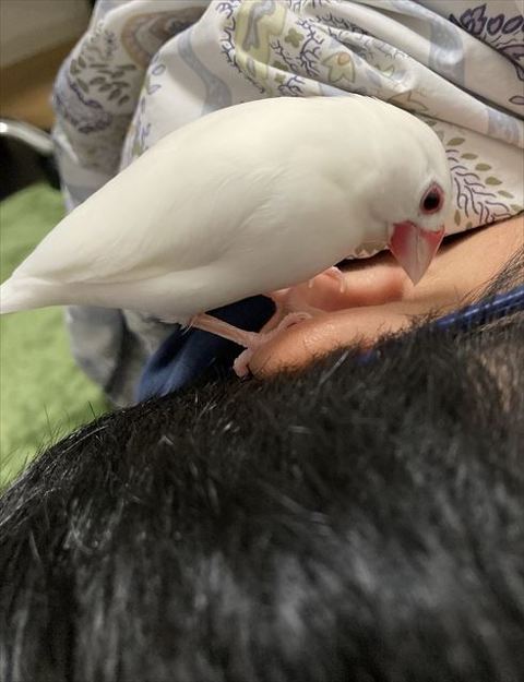 文鳥