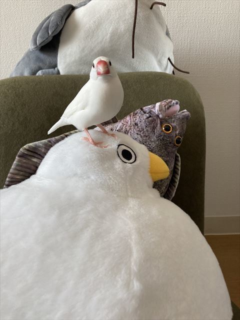 文鳥