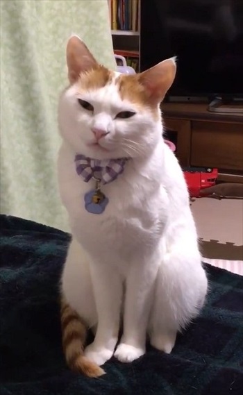 夜更かしに付き合ってくれる猫ちゃん