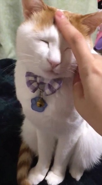 夜更かしに付き合ってくれる猫ちゃん