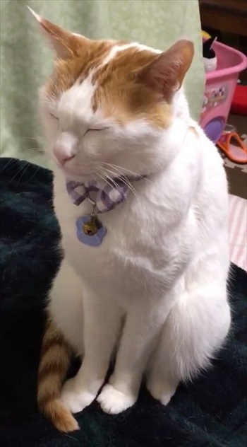 夜更かしに付き合ってくれる猫ちゃん