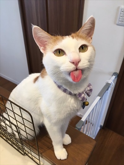 夜更かしに付き合ってくれる猫ちゃん