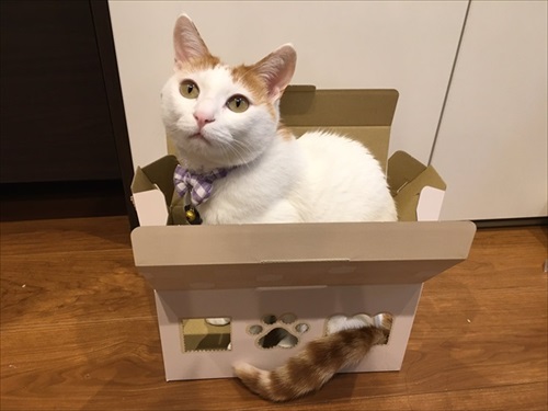 夜更かしに付き合ってくれる猫ちゃん