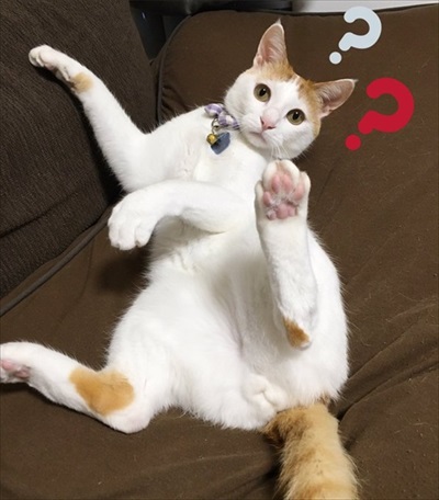 夜更かしに付き合ってくれる猫ちゃん