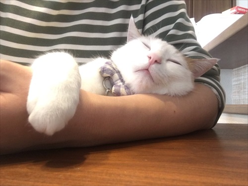 夜更かしに付き合ってくれる猫ちゃん