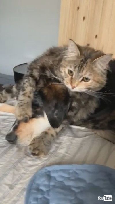 「ADoggy Shrugs off Best Friend for Food || ViralHog」