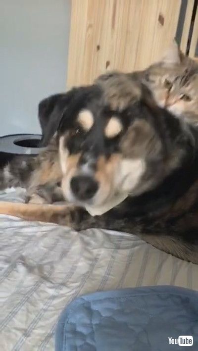 「ADoggy Shrugs off Best Friend for Food || ViralHog」