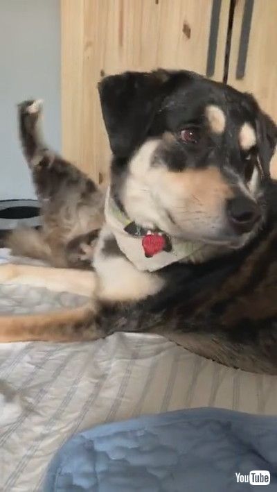 「ADoggy Shrugs off Best Friend for Food || ViralHog」