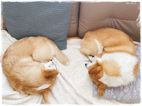 hajimetenocorgi