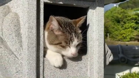 猫神様につんつん