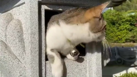 猫神様につんつん