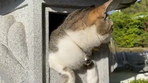 猫神様につんつん