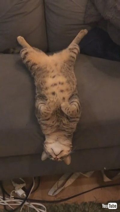 「Cat Being Weird on the Couch || ViralHog」