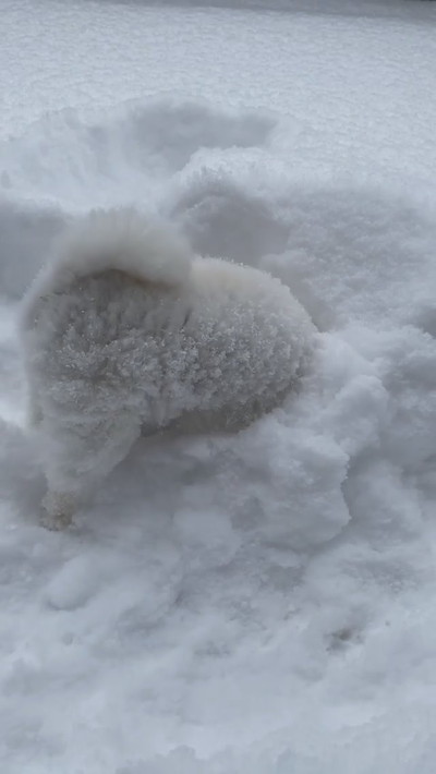雪にはしゃぐポメちゃん