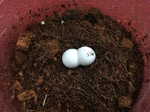 マダガスカルヒルヤモリさんの卵