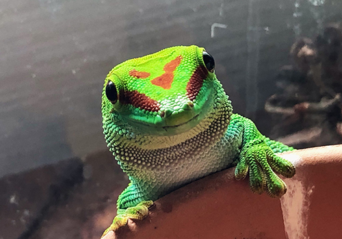 こちらを見るマダガスカルヒルヤモリさん