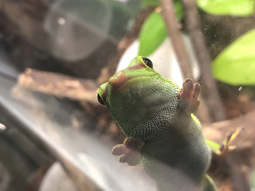 口紅マダガスカルヒルヤモリさん