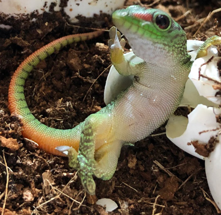 生まれたてのマダガスカルヒルヤモリさんアップ