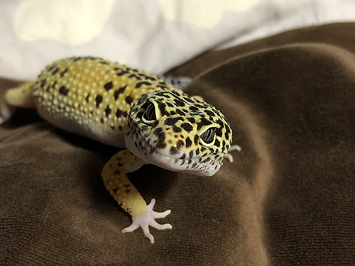 カメラ目線なレオパさん