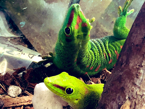 ヒルヤモリさん夫婦