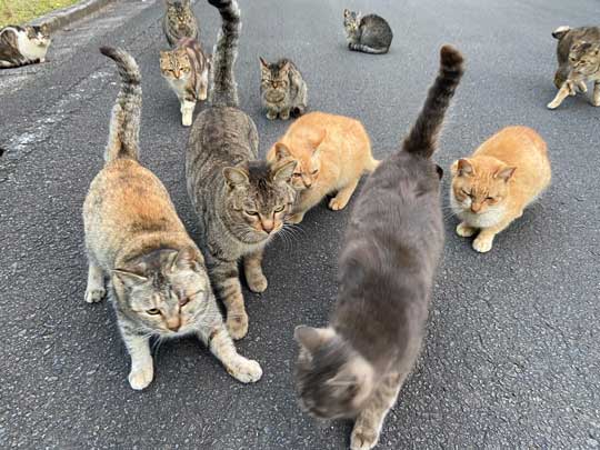 猛獣 軍団 囲まれ 命からがら逃げてきた 野良猫 集合 たくさん