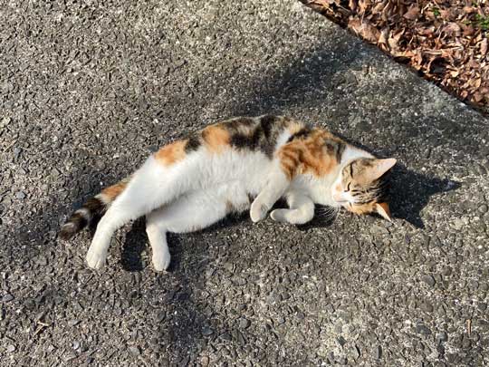 猛獣 軍団 囲まれ 命からがら逃げてきた 野良猫 集合 たくさん