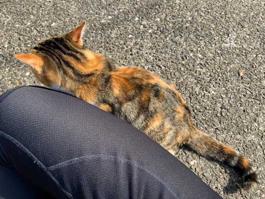 猛獣 軍団 囲まれ 命からがら逃げてきた 野良猫 集合 たくさん