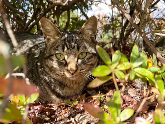 猛獣 軍団 囲まれ 命からがら逃げてきた 野良猫 集合 たくさん