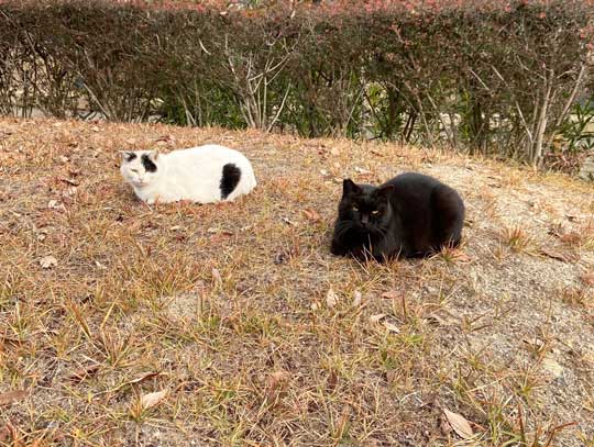 猛獣 軍団 囲まれ 命からがら逃げてきた 野良猫 集合 たくさん