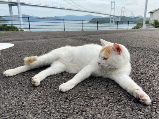 猛獣 軍団 囲まれ 命からがら逃げてきた 野良猫 集合 たくさん