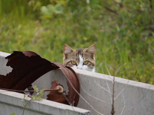猛獣 軍団 囲まれ 命からがら逃げてきた 野良猫 集合 たくさん