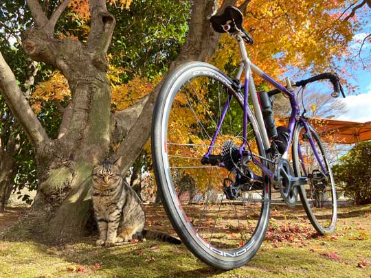 猛獣 軍団 囲まれ 命からがら逃げてきた 野良猫 集合 たくさん