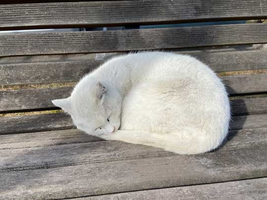 猛獣 軍団 囲まれ 命からがら逃げてきた 野良猫 集合 たくさん