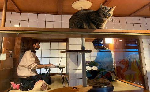 猫旅籠ワーク