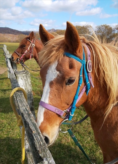 牧場のクラウドファンディング