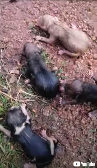 びしょ濡れの子犬が保護される