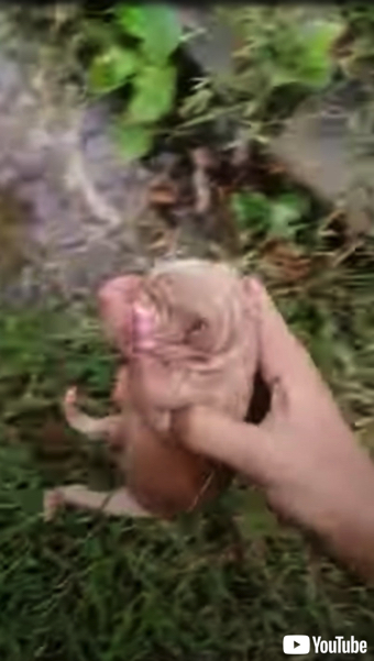 びしょ濡れの子犬が保護される