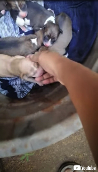 びしょ濡れの子犬が保護される