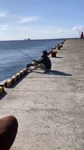 巨大 ホシエイ 釣り上げ 東京 離島 写真