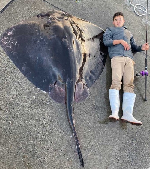 巨大 ホシエイ 釣り上げ 東京 離島 写真