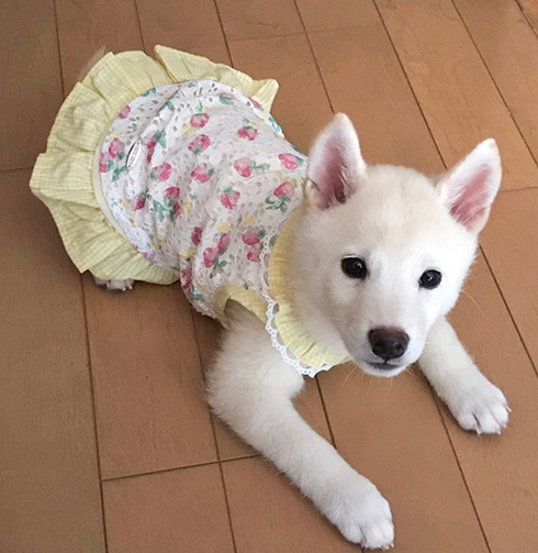 柴犬ゆきみさん