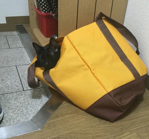 ペット手帳 ベストショット