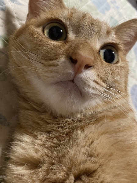 寝起きのねこすちゃん