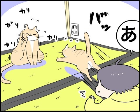 うちの猫はアレルギー持ちな日々切り抜き