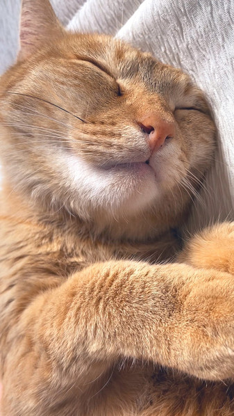 眠るねこすちゃん