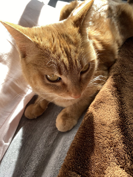 毛布とねこすちゃん
