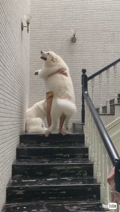 「Big Dog Scared of Stairs || ViralHog」