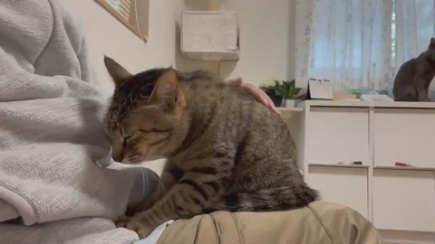 イラっとした猫ちゃん