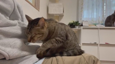 イラっからのコテン甘えネコちゃん