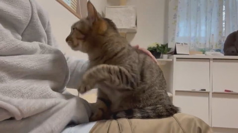 イラっからのコテン甘えネコちゃん